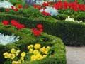 Knot garden, Dunedin Botanic Garden