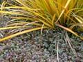 Colourful natives