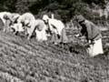 Planting seedlings (2nd of 2)
