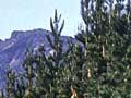 Pine trees as shelter (2nd of 6)