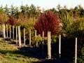 Native trees for shelter (6th of 6)