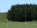 Radiata pine woodlot
