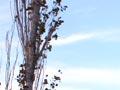 Pampas grass (3rd of 6)