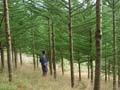 Macrocarpa plantation (1st of 2)