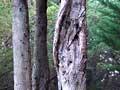 Diseased macrocarpa (2nd of 2)