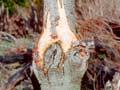 Possum damage