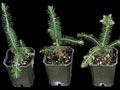 Genetically modified Norway spruce