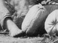 Selling melons and peaches, 1860s (2nd of 3)