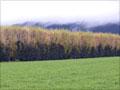 Double-row shelter belt