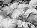 Picking cabbages