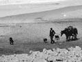 Drovers and sheep, East Coast (2nd of 3)