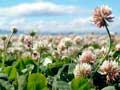 White clover