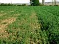 Fertiliser effect on oats
