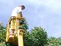 Harvesting avocados