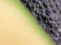 Hass avocado