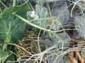 Powdery mildew