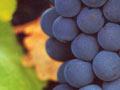 Cabernet sauvignon grapes (1st of 6)