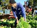 Immigrant lettuce picker