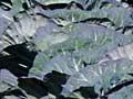 Cabbages growing near Levin (2nd of 2)