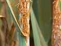 Wheat stripe rust