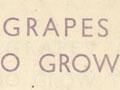 Goldleaf vineyard