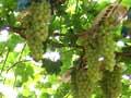 Export-quality table grapes