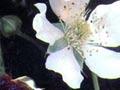 Boysenberry flowers and fruits