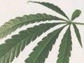 Pot poster