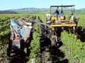 Machine-harvesting (2nd of 2)
