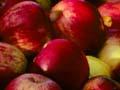 Picking apples