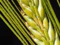Barley, wheat and oats