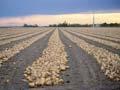 Harvested onions curing in the field