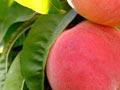 Coconut Ice peach