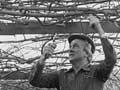 Pergola frames (2nd of 2)
