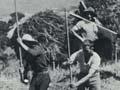 Threshing cocksfoot seed (1st of 2)