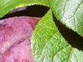 Black Doris plums (1st of 2)