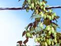 Hop vines