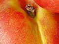 Goldmine nectarines
