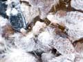 Woolly apple aphid