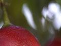 Tamarillo fruit