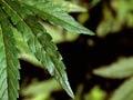 Hemp