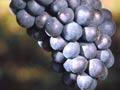 Pinot noir grapes (2nd of 6)