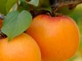 Clutha Star apricots (3rd of 3)