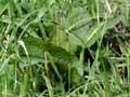Pasture, Massey organic dairy farm