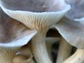 Oyster mushrooms (1st of 2)