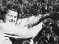 Picking raspberries, 1948