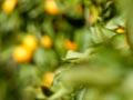Mandarin orchard, Northland