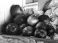 Government fruit inspectors (2nd of 2)