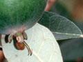 Feijoa orchard (2nd of 3)