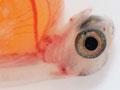 Salmon ova hatchlings (2nd of 2)